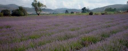 Plantacin de Lavanda en flor ( Lavandula Latiflia)